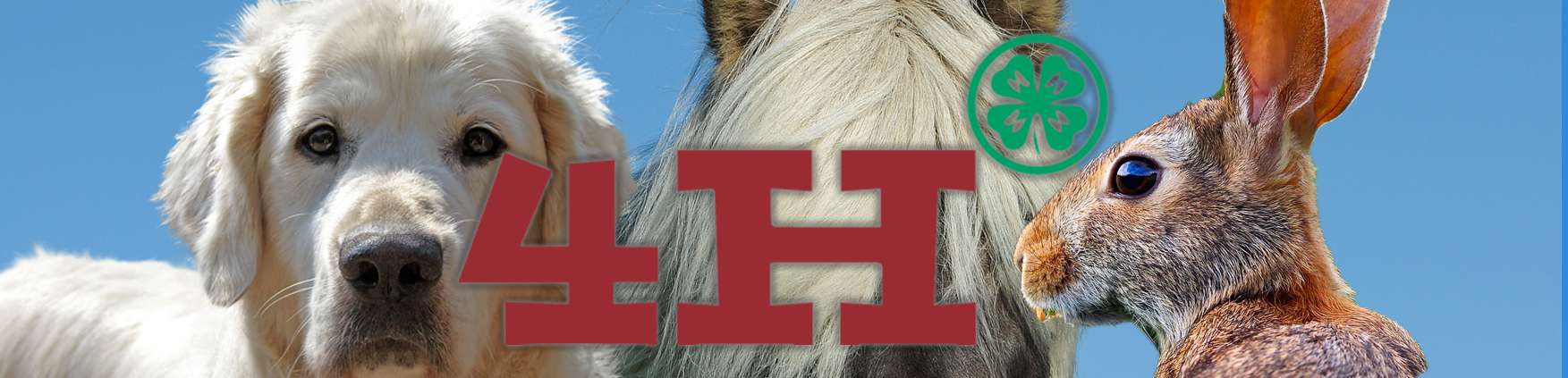 4H-foraars-hold-i-dianalund-2018