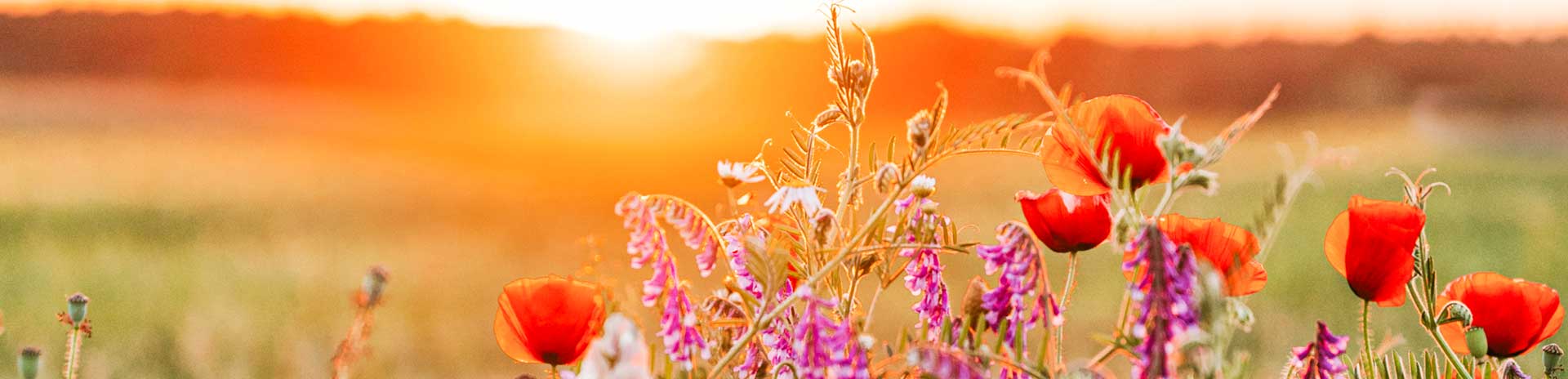 Naturgruppen i Dianalund under Dianalund Udviklingsråd