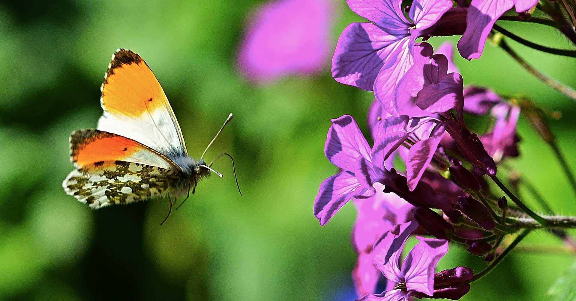 m-nedens-art-fra-naturgruppen-er-sommerfuglen-aurora-dianalund