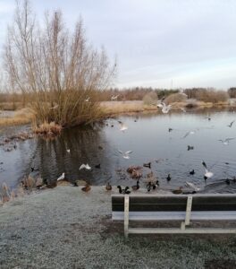 Søen i byparken